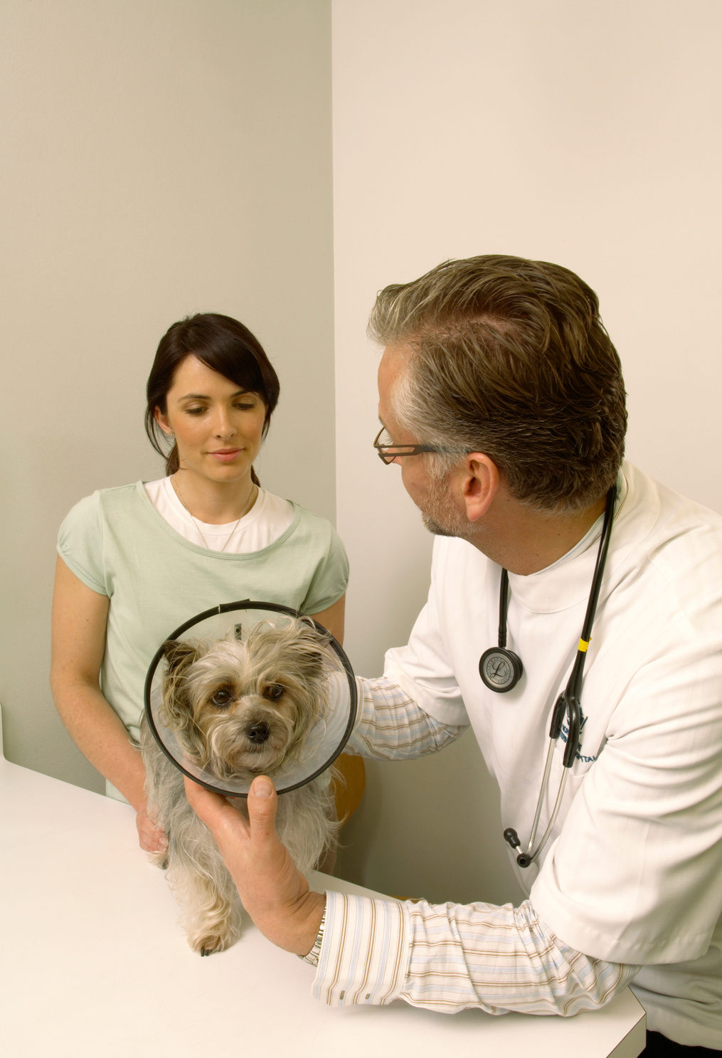 Mature male vet examining Yorkshire terrier in surgery with woman